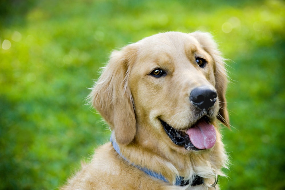3 News Article Image Chewy's Q1 Outlook Bright, Says JPMorgan - Chewy  ( NYSE:CHWY ) 